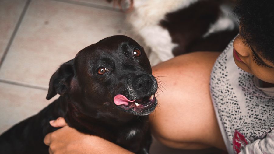 Vitamin and Mineral Supplements for Dogs: What Actually Matters