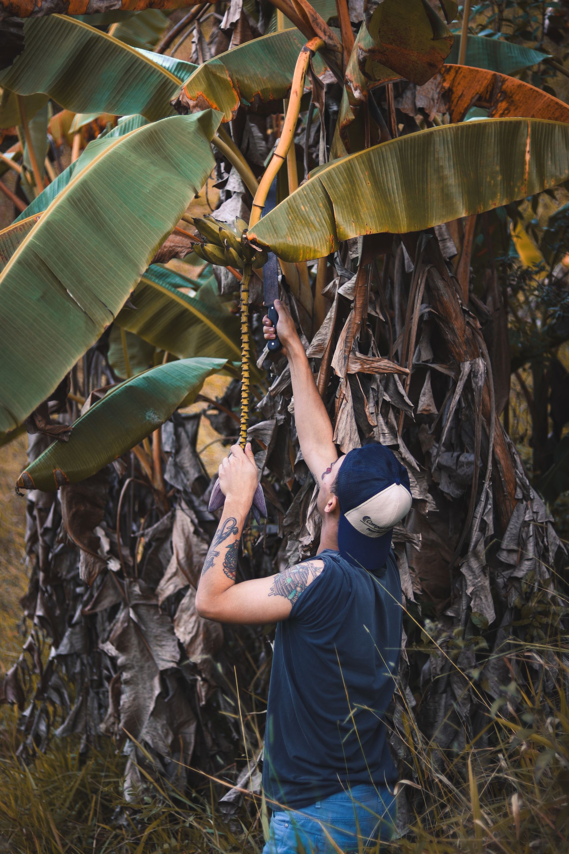 A man harvesting bananas from a tree in a tropical setting, showcasing nature and agriculture.