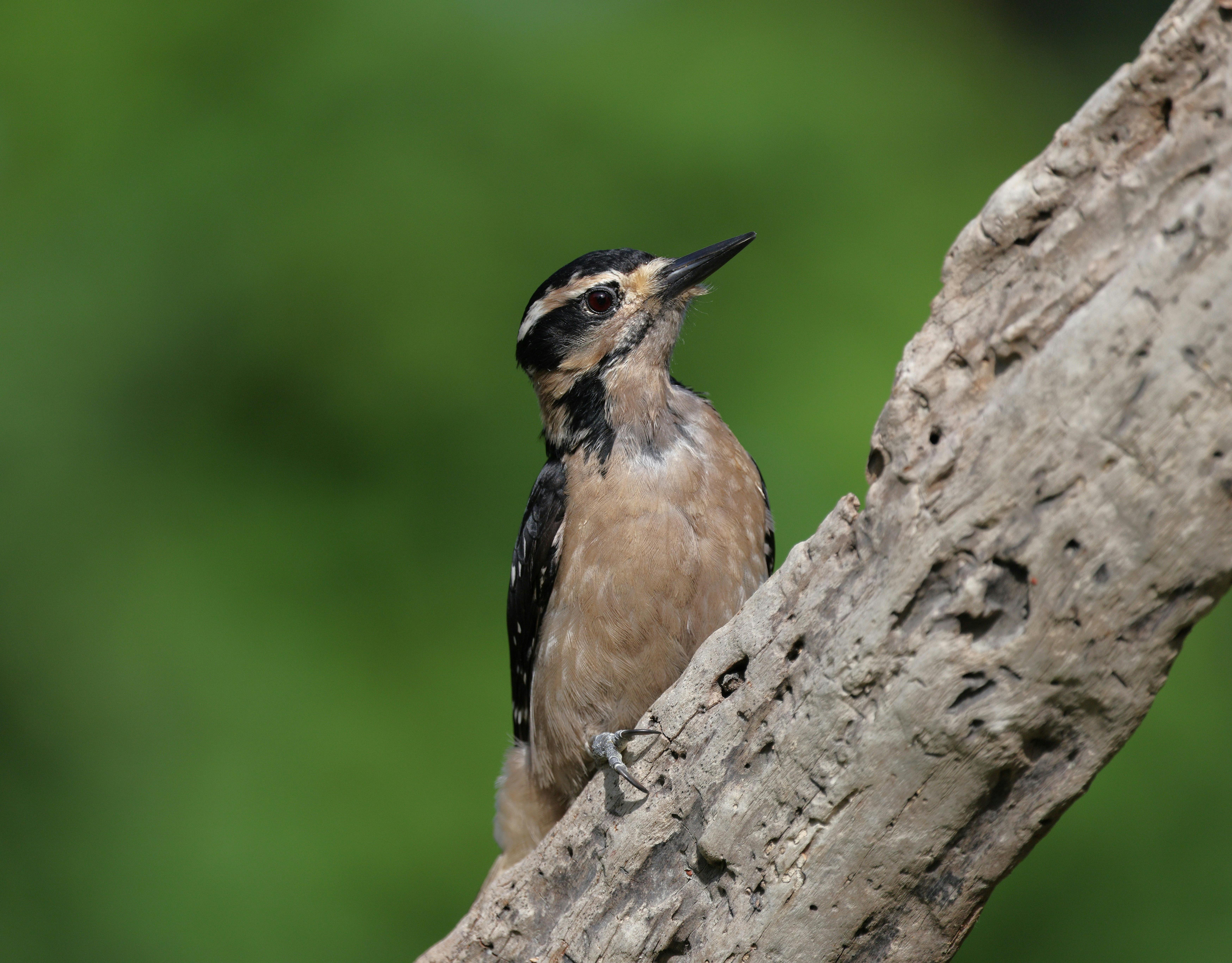 Psychedelic Revelations: Unveiling the Subconscious Through Altered States