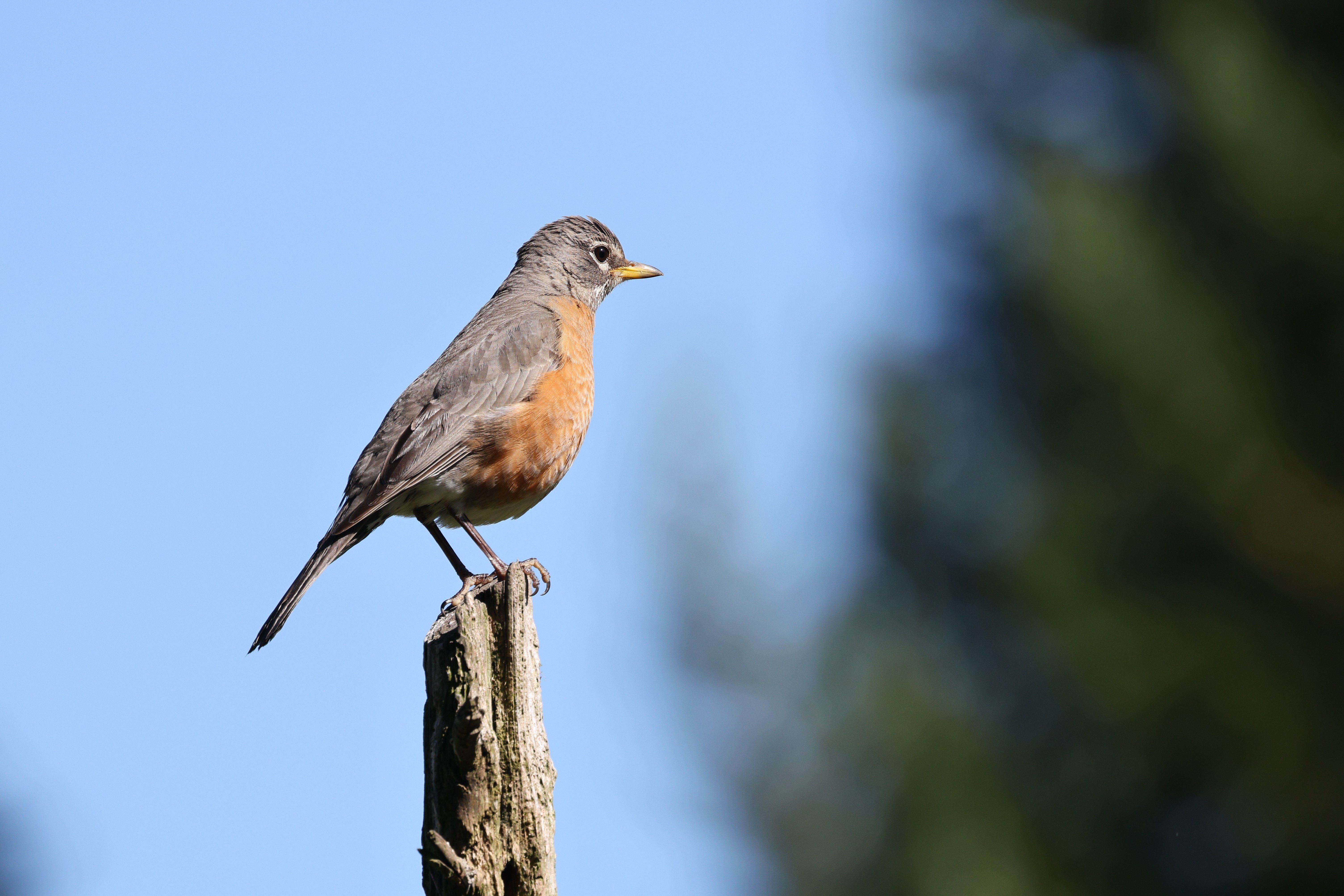 Vivid American robin perched on a tree stump against a clear blue sky, symbolizing spring wildlife.