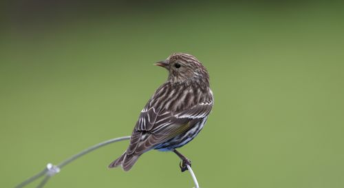 Free A detailed image of a Pine Siskin bird perched on a wire against a blurred green background. Perfect for nature and wildlife enthusiasts. Stock Photo