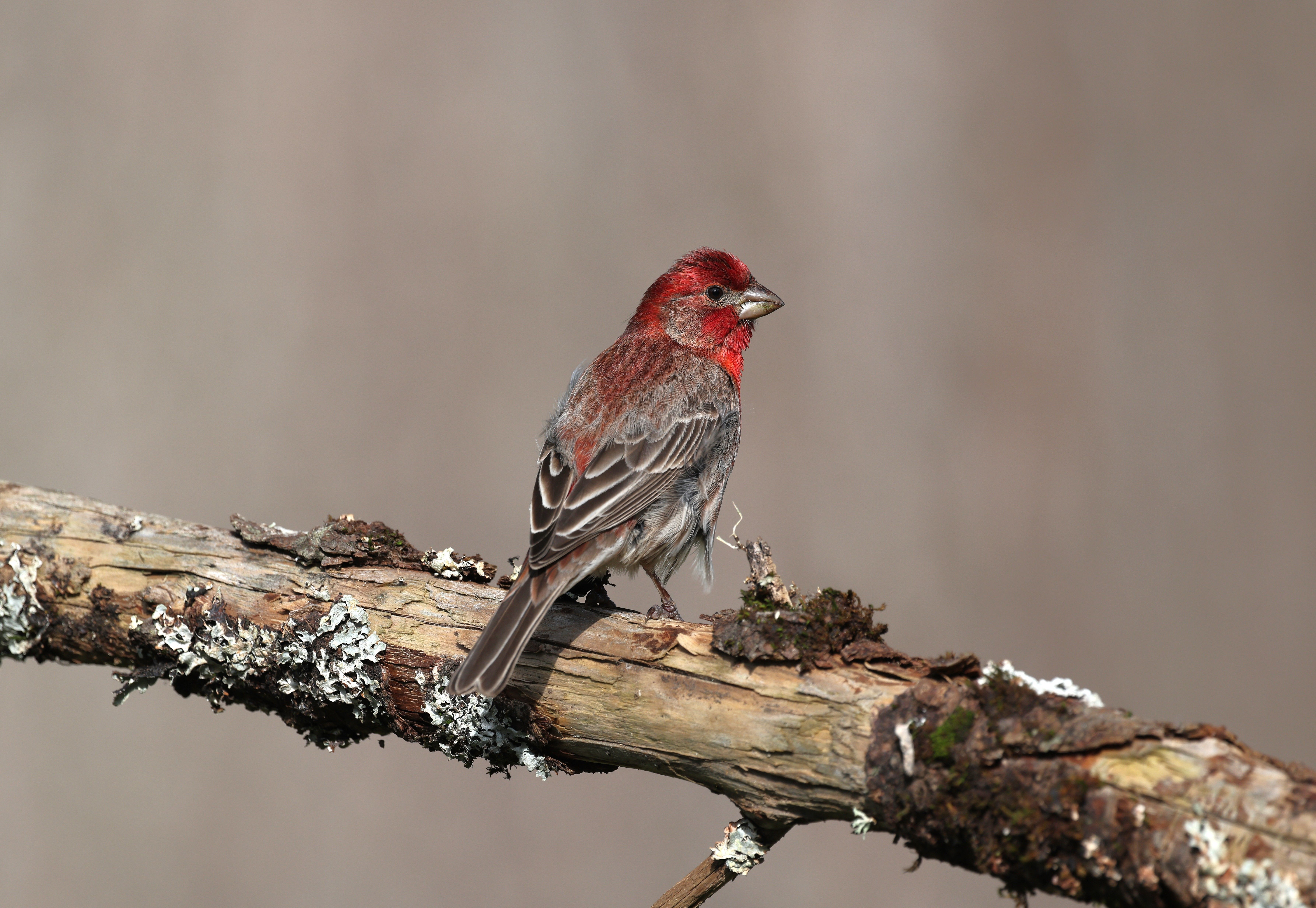 Beautiful House Finch Perched on a Branch in Spring · Free Stock Photo