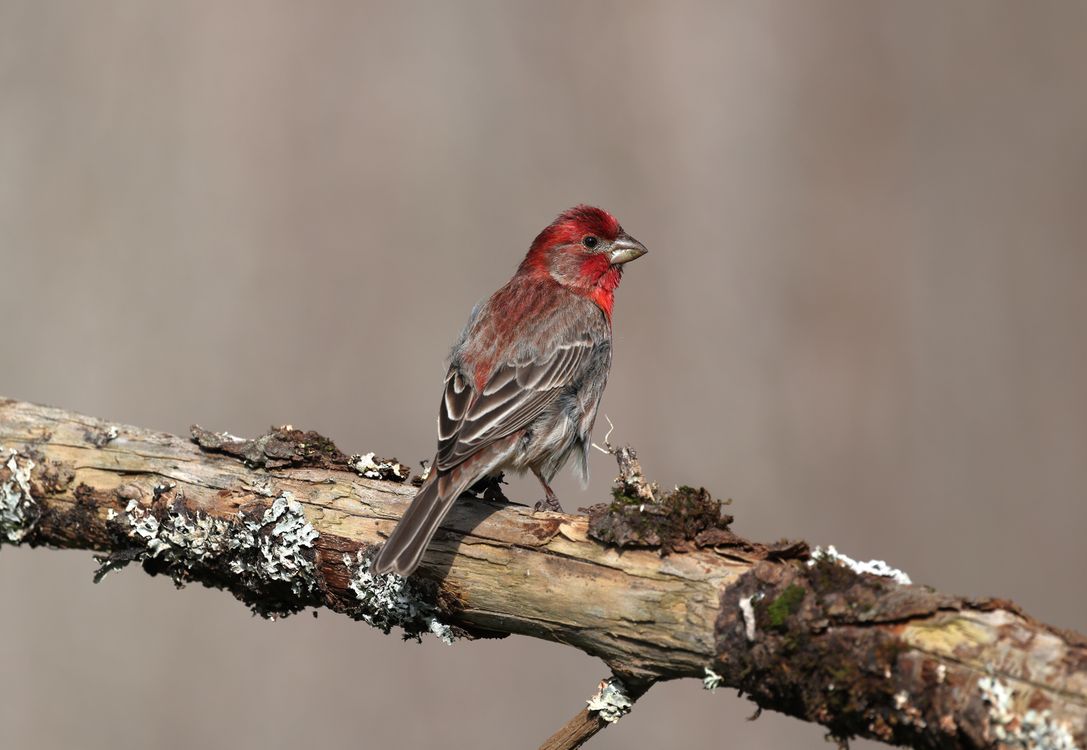 Finch In Spring Beautiful House Finch Perched on a Branch in Spring · Free Stock Photo