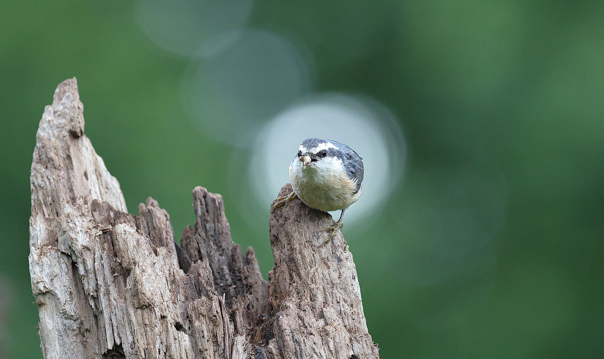 Red-breasted Nuthatch perched on a tree stump with a vibrant green background.