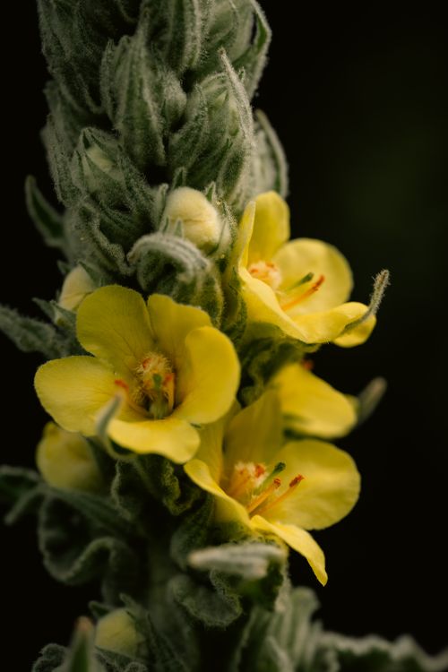 Free Macro photograph of yellow mullein flowers capturing intricate details against dark background. Stock Photo