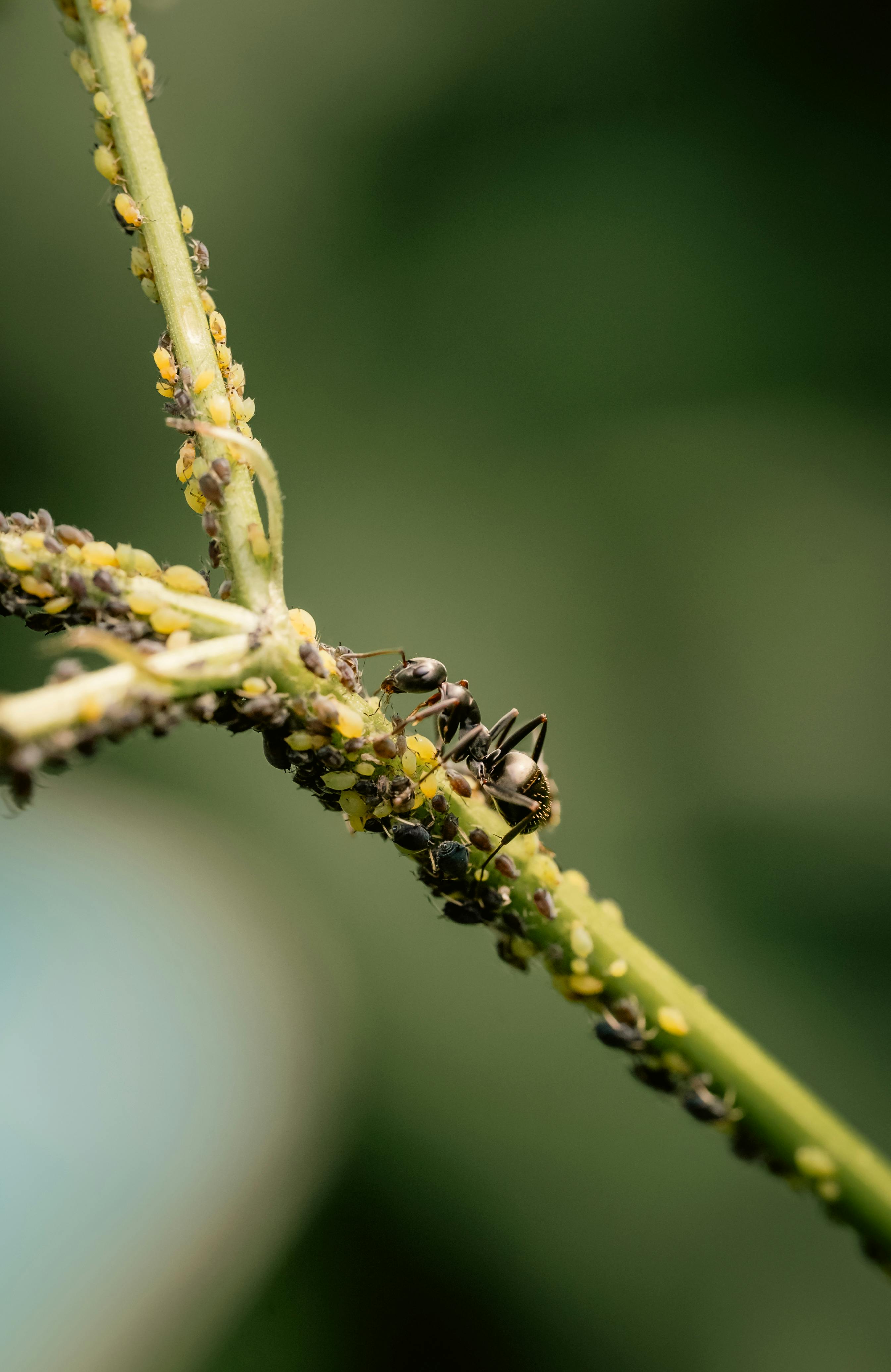 Ant trail inspection and treatment
