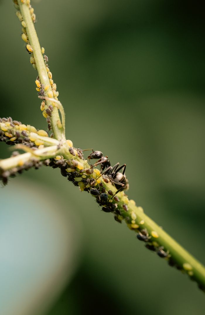 Macro shot of ants on a plant stem