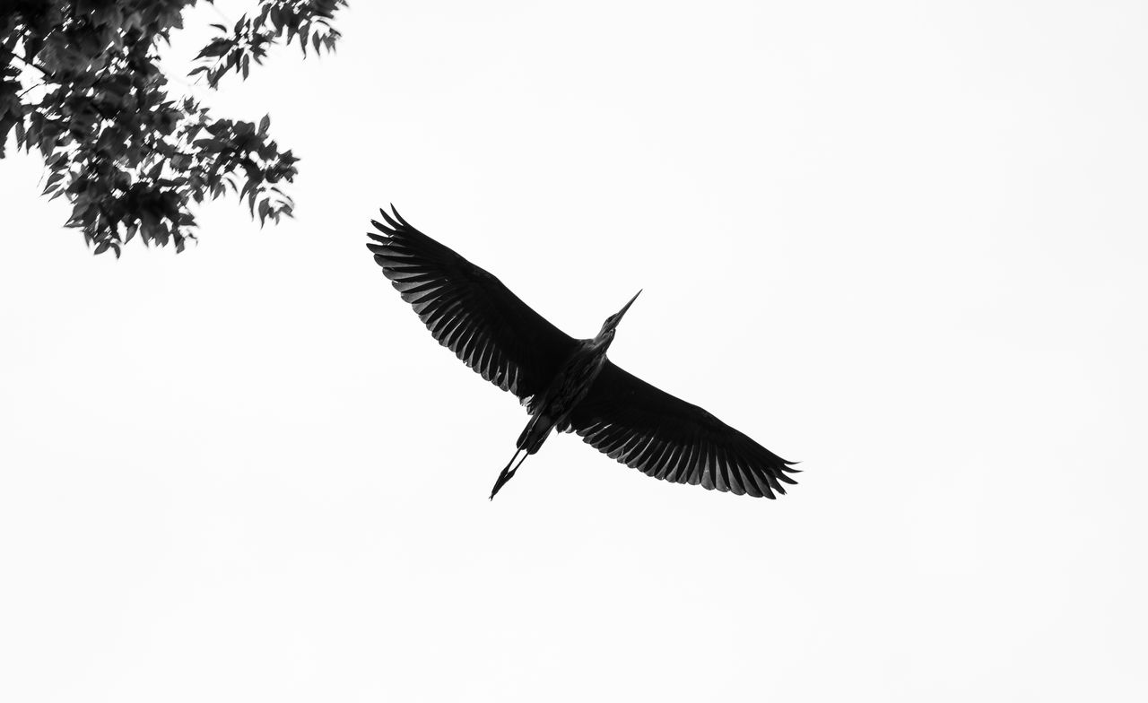 a graceful heron in flight against a bright sky captured in stunning b