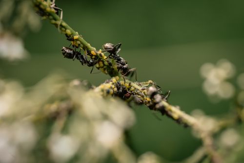 Free Macro shot of black ants tending aphids on a green plant stem, nature interaction. Stock Photo