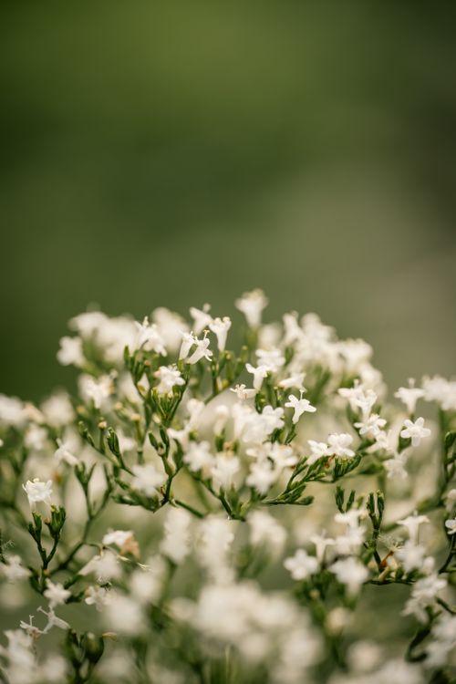 Free Stunning close-up of delicate white gypsophila flowers in full bloom with blurred green background. Stock Photo