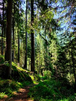 Peaceful forest path surrounded by lush green trees and sunlight filtering through the canopy.