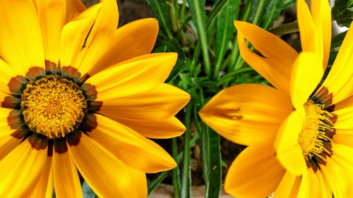 Ücretsiz İki Sarı çiçek Stok Fotoğraflar