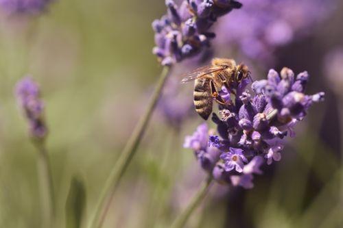 Free Close-up of a honeybee collecting nectar from a purple lavender flower. Stock Photo