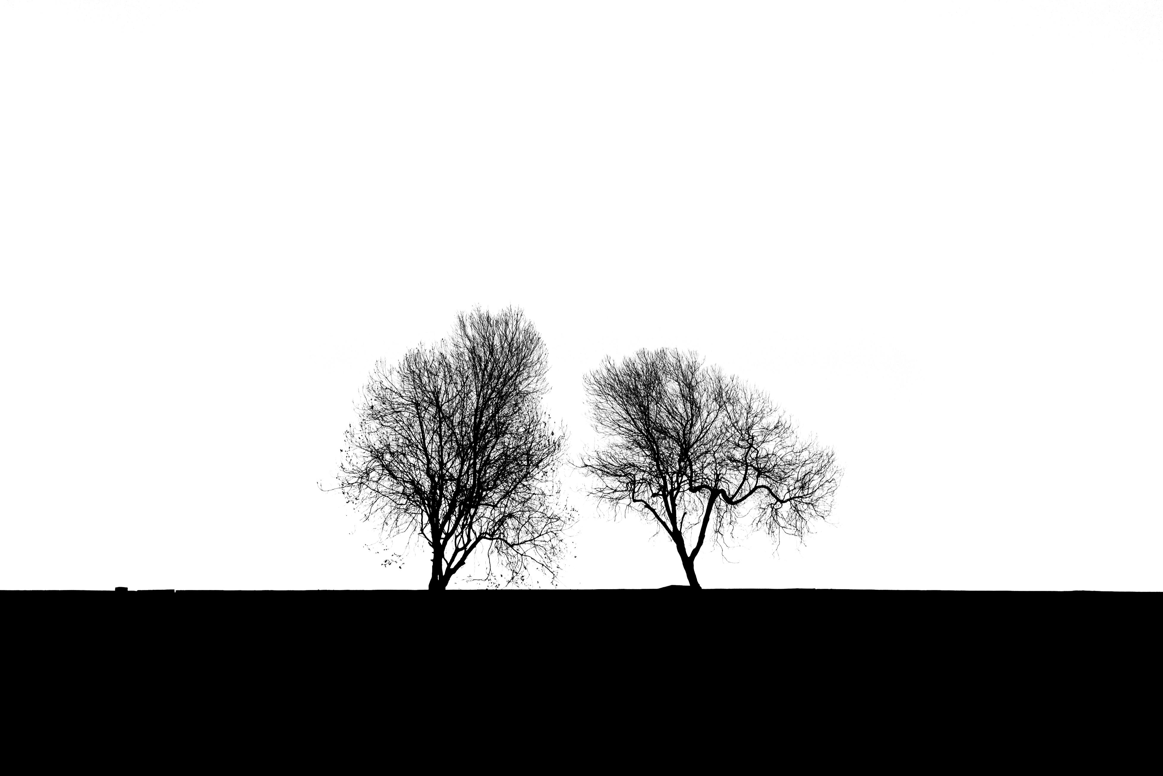 Bella Twins Naked Photos, Download The BEST Free Bella Twins Naked