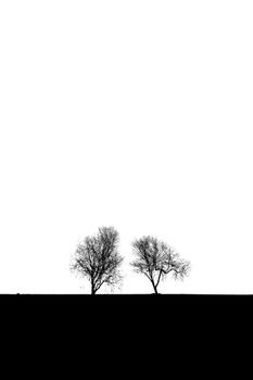 Simple silhouette of two trees against a stark white background in black and white.