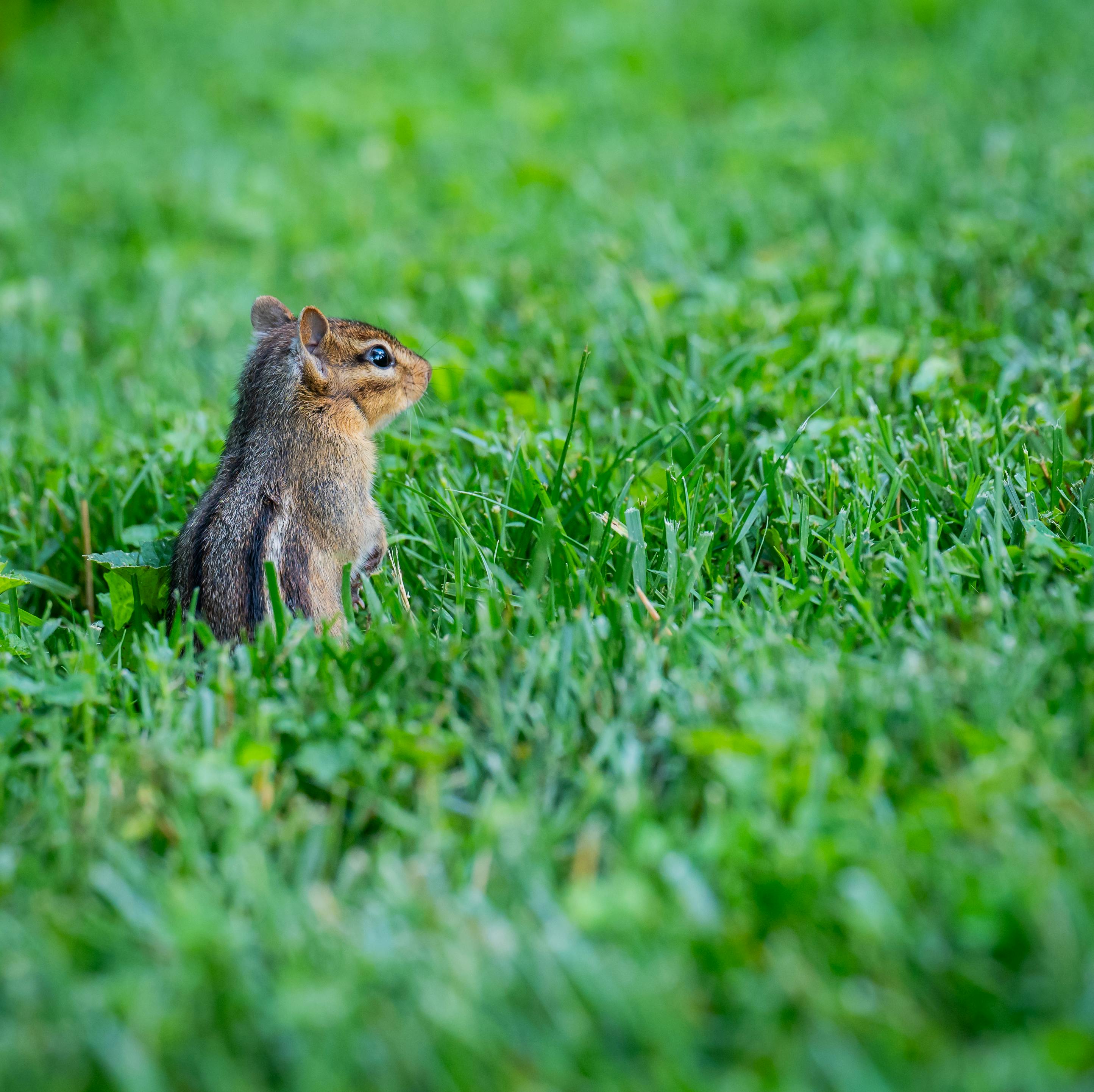 A serene scene of an Eastern Chipmunk sitting in vibrant green grass, showcasing nature's beauty.
