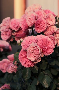 A delicate arrangement of vibrant pink roses in a garden setting.