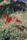 poppies