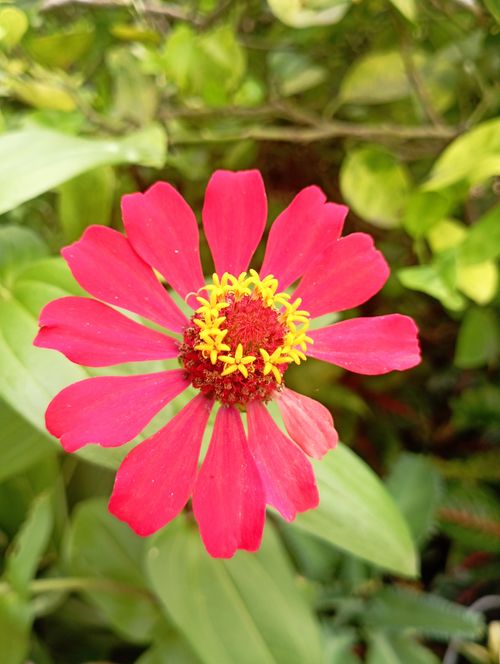 Free Close-up of a vibrant pink Zinnia flower in full bloom surrounded by lush greenery. Stock Photo