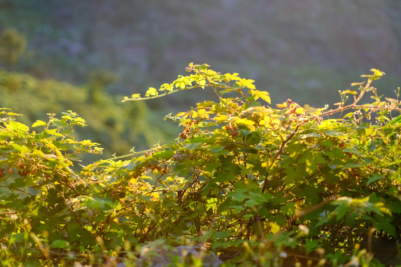 Cẩm nang du lịch Bảo Lộc