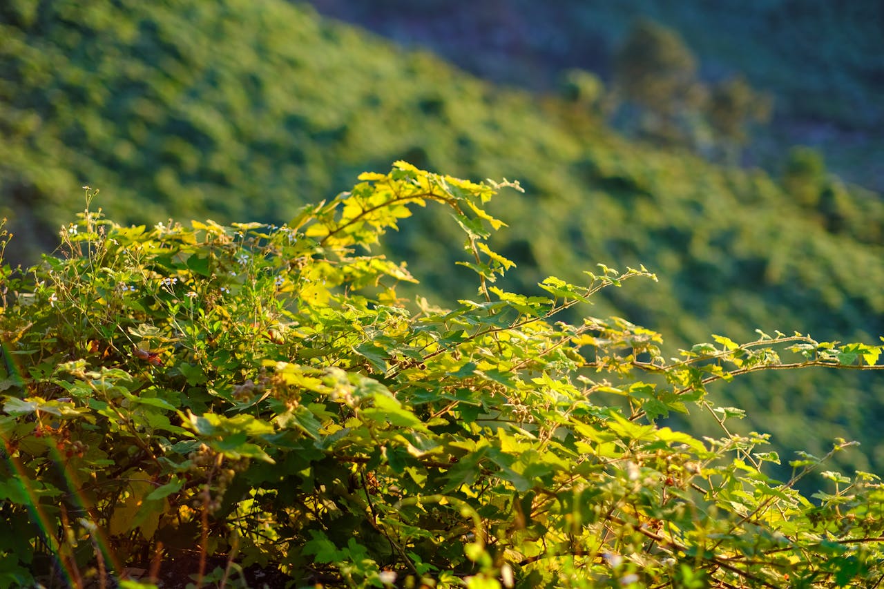 Hiệu ứng đám đông thống nhất quan điểm