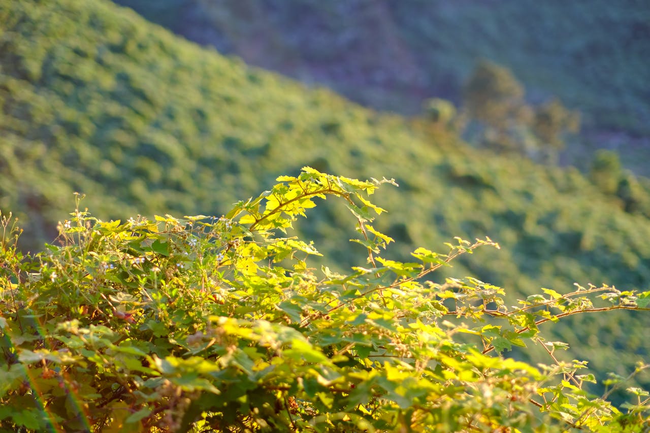 Cẩm nang du lịch Lăng Cô