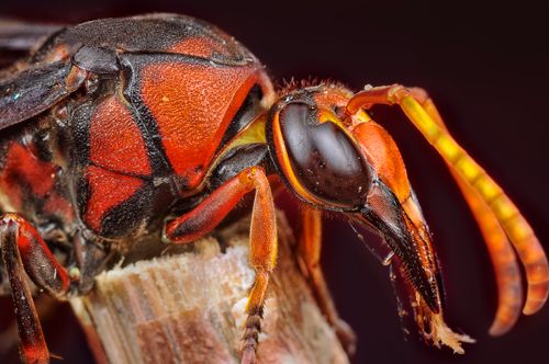 Free Close-up image of a giant hornet showcasing its intricate details and vibrant colors. Stock Photo