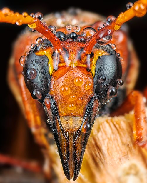 Free Intense macro shot of a hornet's face covered in water droplets, highlighting detail and texture. Stock Photo