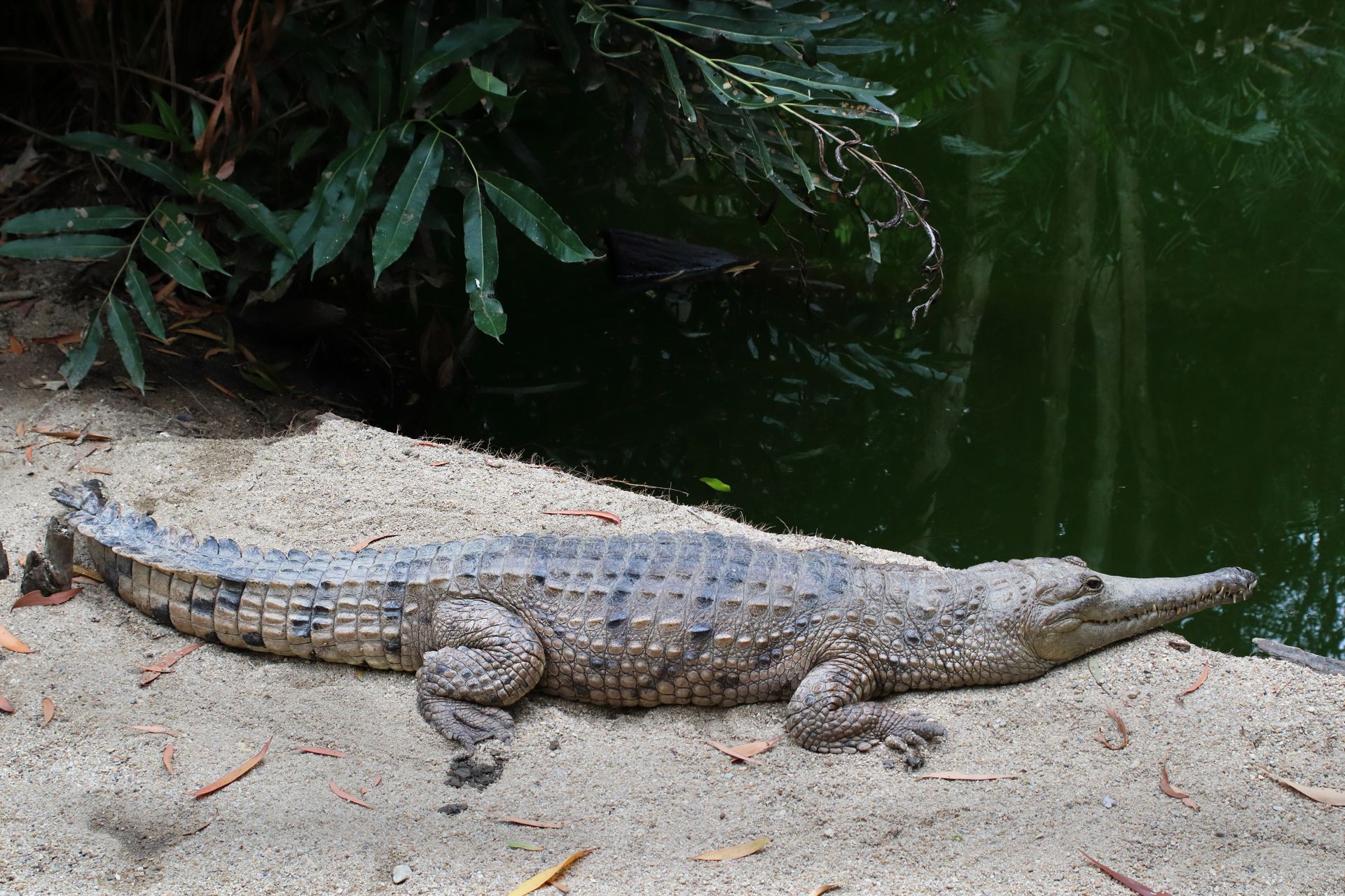 Saltwater crocodile resting on a sandy beach in Wangetti, Queensland, Australia.
