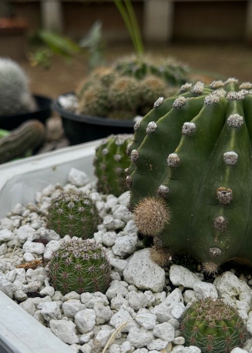 Free Variety of small cacti in a garden setting, showcasing unique shapes and textures. Stock Photo