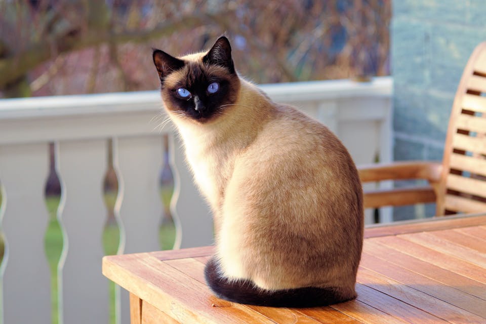 未来の猫