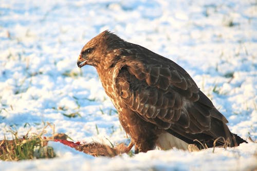 Gratis Tampilan Jarak Dekat Dari Eagle Perching On Rock Foto Stok