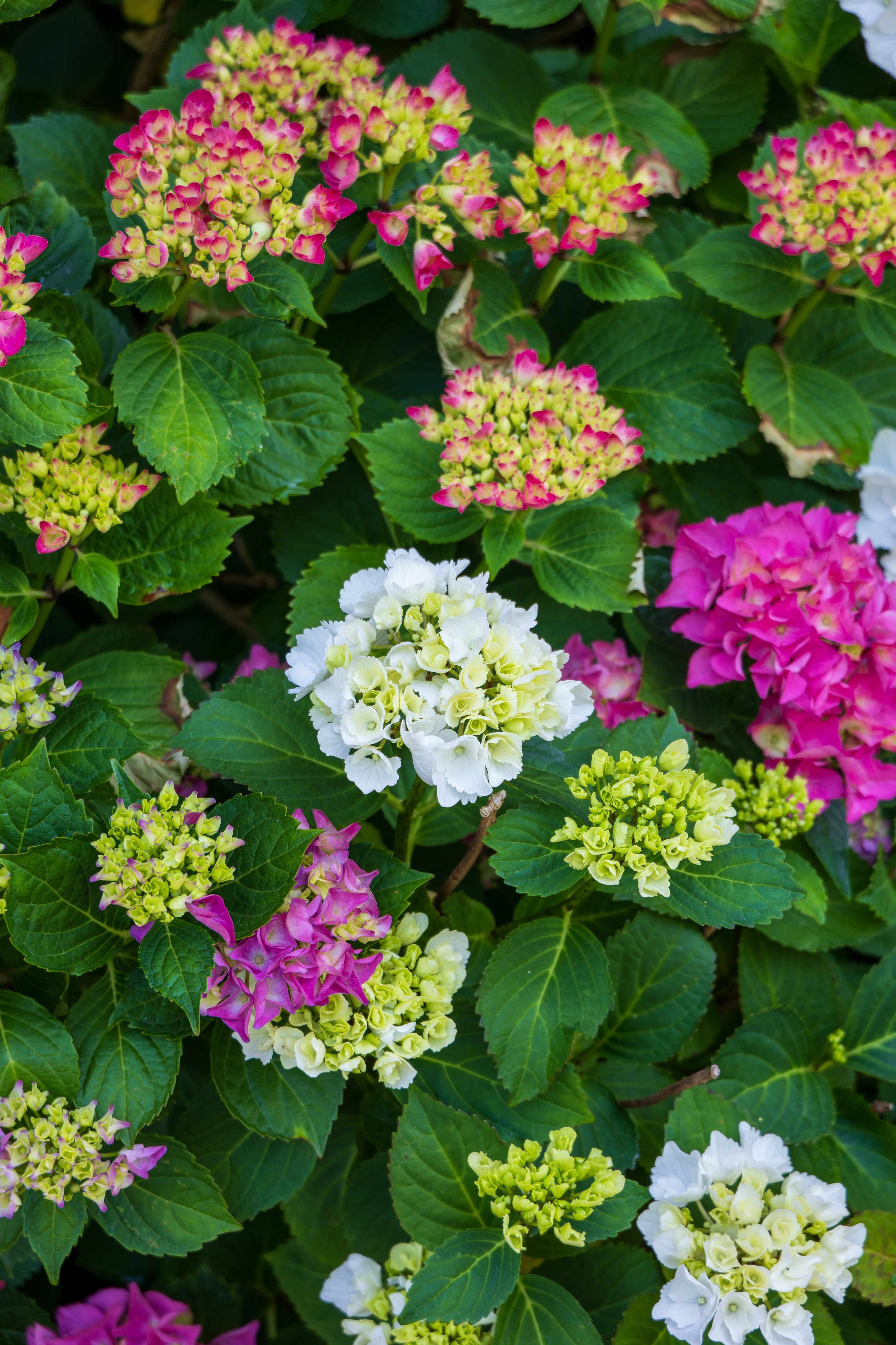 Vibrant Hydrangea Blooms in Full Bloom · Free Stock Photo