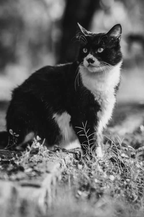 Free Tuxedo cat sitting outdoors, captured in monochrome. Black and white fur contrasts beautifully with natural background. Stock Photo