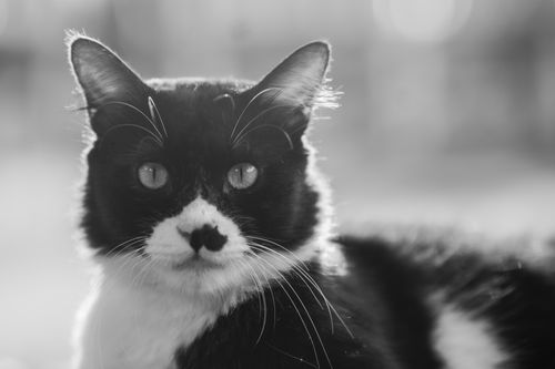 Free Captivating monochrome portrait of a tuxedo cat with striking whiskers, outdoors in soft light. Stock Photo