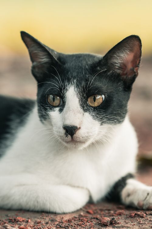 Free A close-up of a bicolor tuxedo cat sitting peacefully in an outdoor garden setting, bathed in warm sunlight. Stock Photo