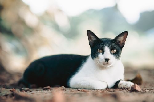 Free A black and white tuxedo cat sitting outdoors in a bright sunlit garden in Faridpur, Bangladesh. Stock Photo