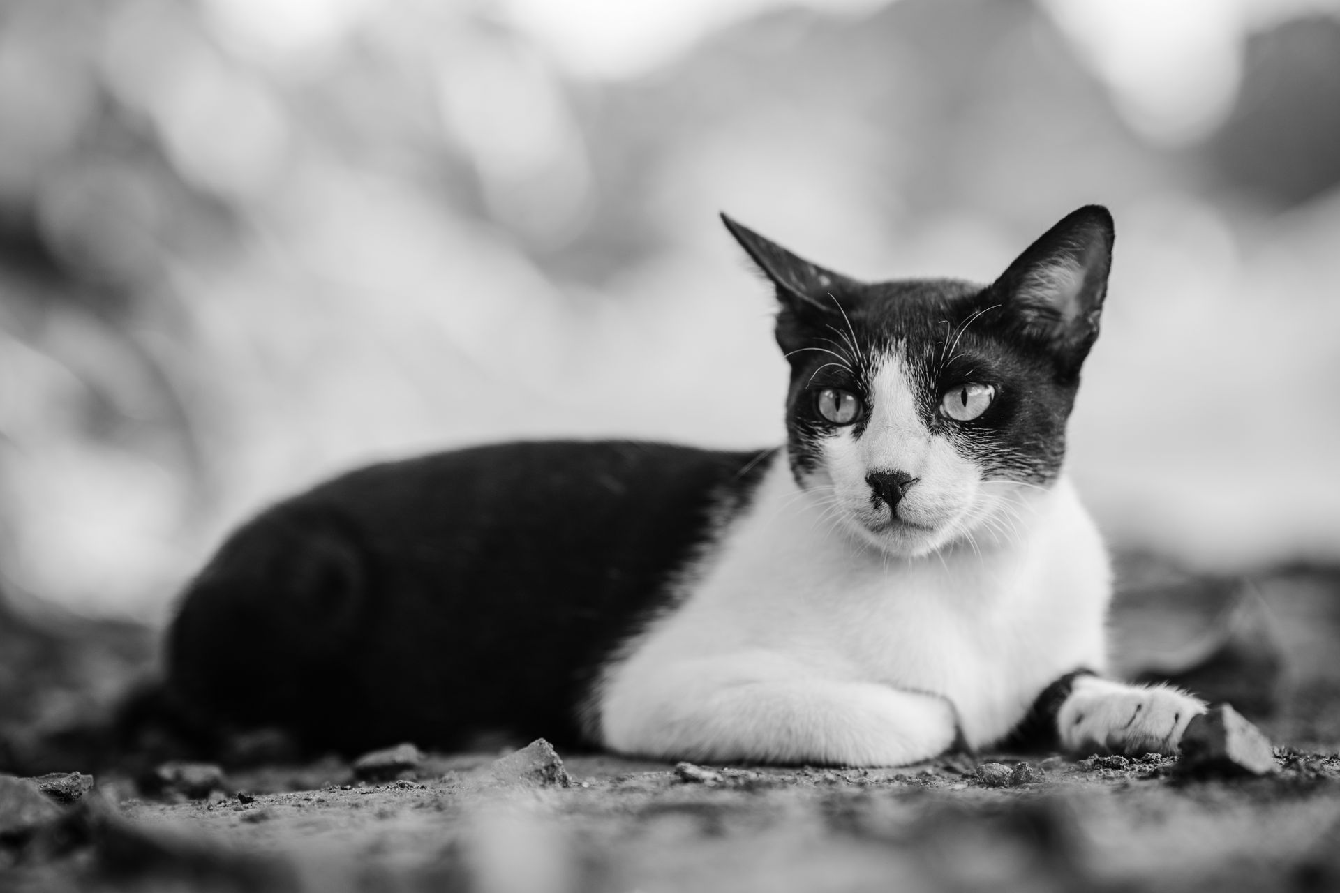 Portrait of a black and white tuxedo cat lying on the ground outdoors during the day.