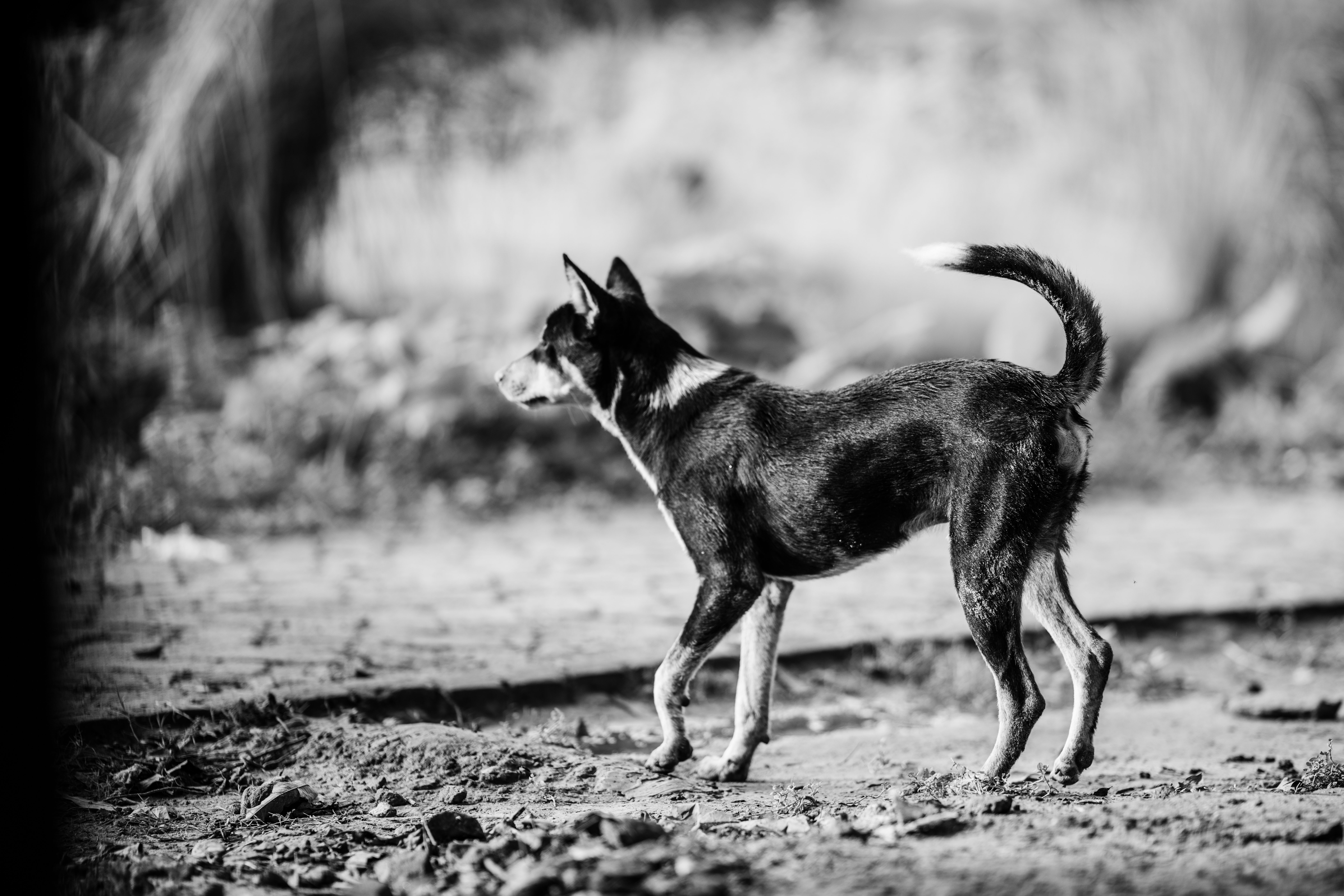 Portrait of a dog at a veterinary clinic