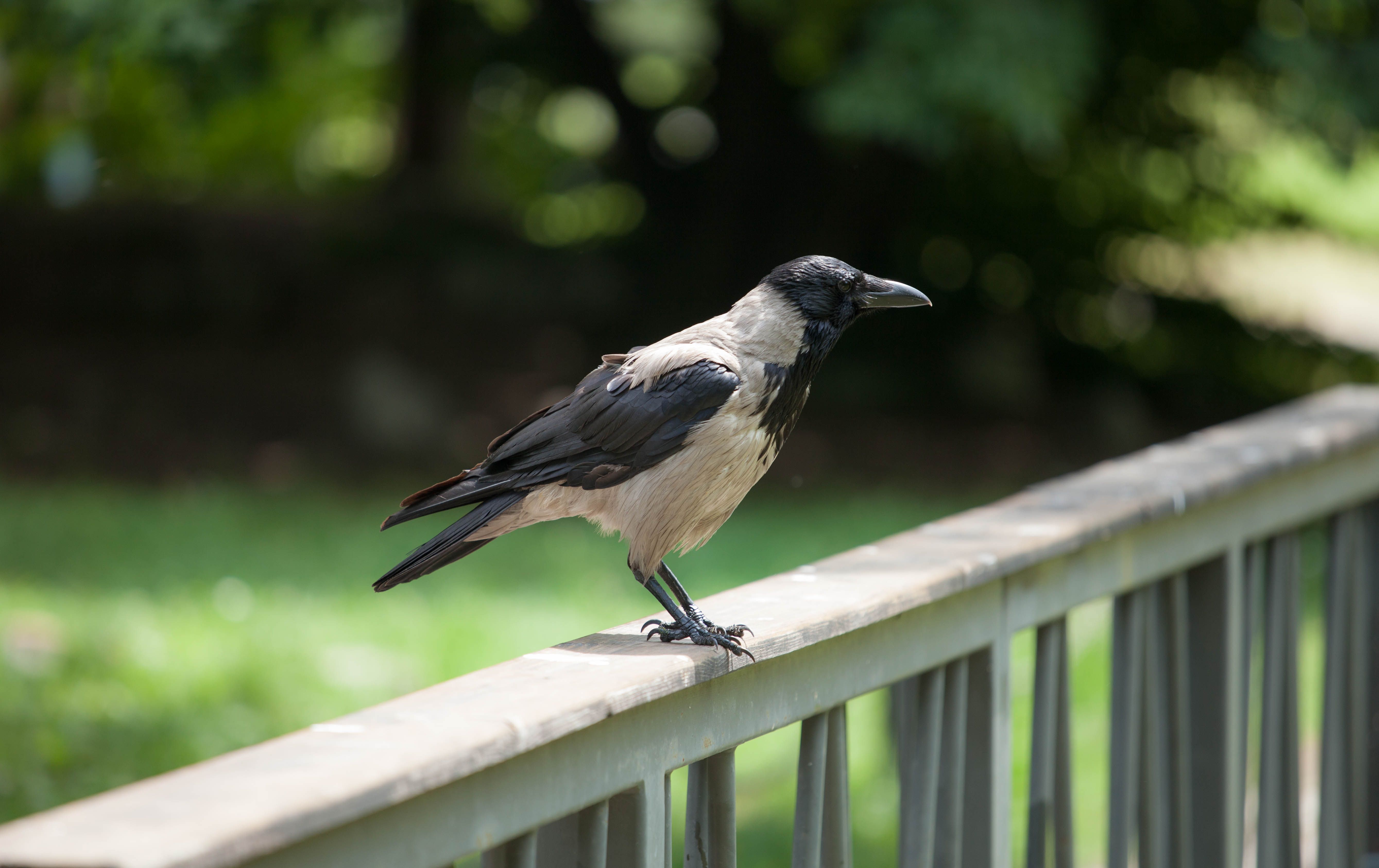 A hooded crow perched on a metal railing in a lush green outdoor setting.