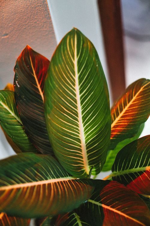 Free Vibrant close-up of calathea plant leaves with rich green and red hues. Stock Photo