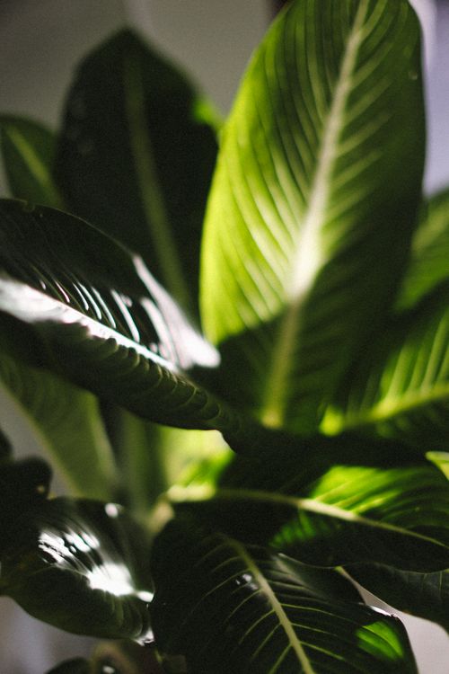 Free Close-up of glossy green leaves illuminated by natural sunlight indoors. Stock Photo
