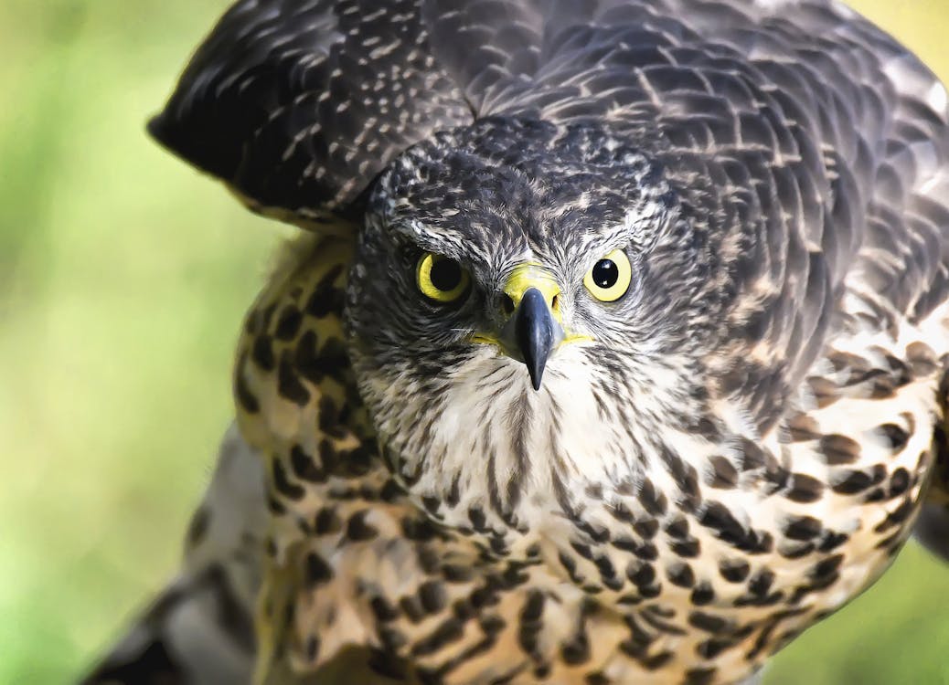 The eyes of a hawk