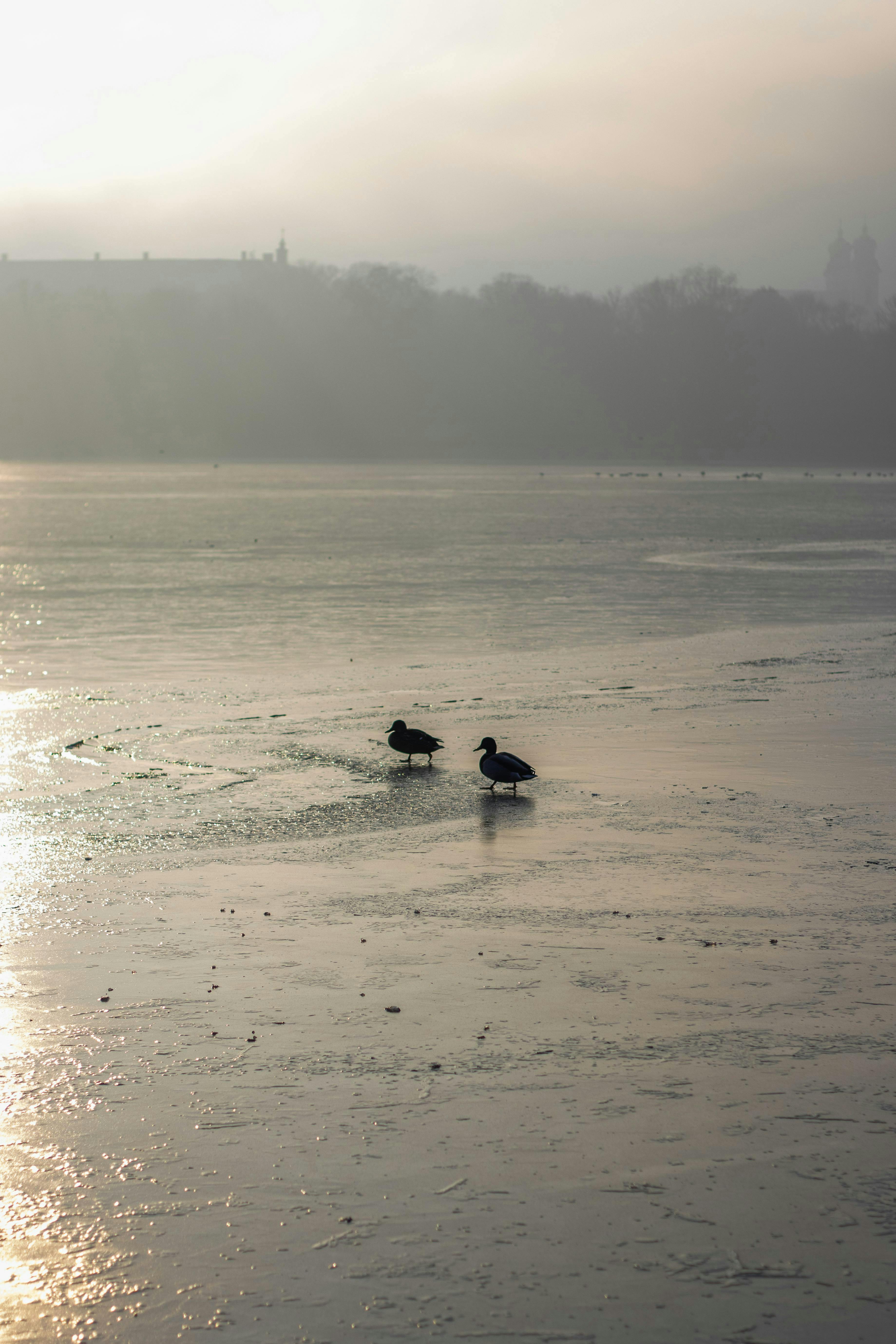 Waterfowl Flyways Could Get Unpredictable