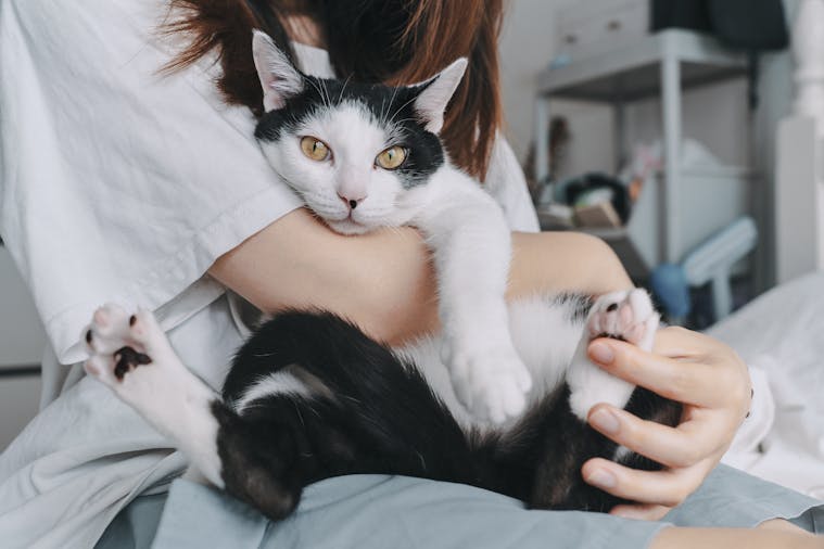 Black and white cat enjoying a cuddle in a cozy indoor setting.