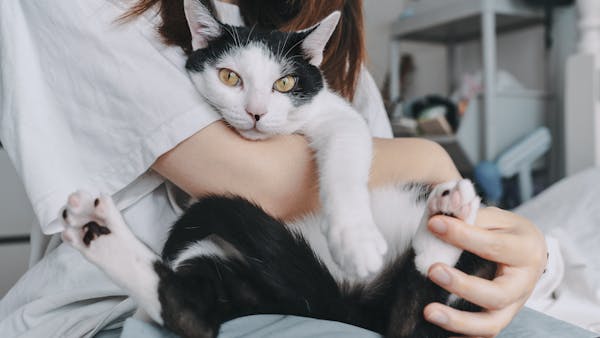 Black and white cat enjoying a cuddle in a cozy indoor setting.