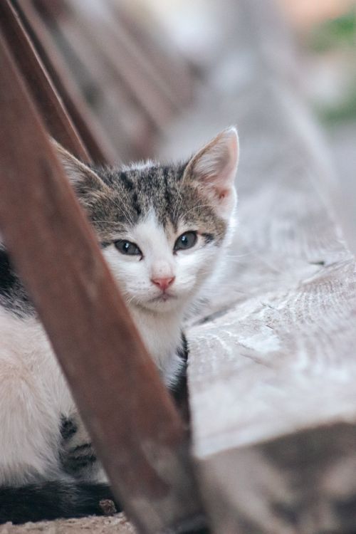 Free A cute kitten peers from a wooden structure, enjoying the natural daylight outside. Perfect for pet lovers. Stock Photo