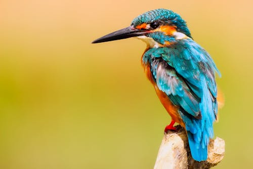 Close-up Photo of Perched Kingfisher