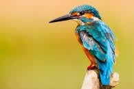 Close-up Photo of Perched Kingfisher
