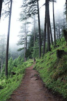 "Into the Pines: Moila Top Trek Adventure"